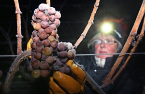 Ночной сбор винограда